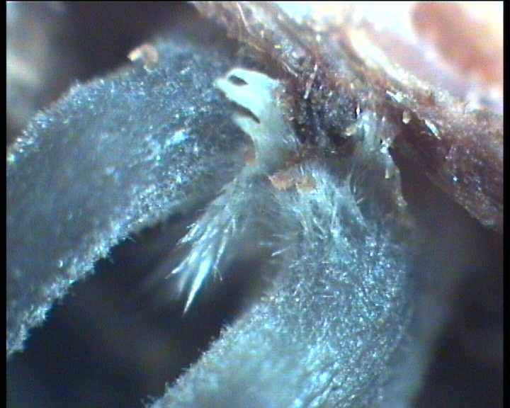Hydropus marginellus   (Pers.:Fr.)  Singer